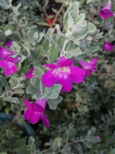 红花玉芙蓉风水